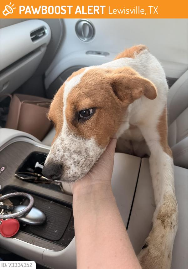 Found/Stray Female Dog last seen Catalina apmts, Lewisville, TX 75067