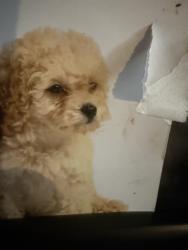 Lost Male Dog last seen Bridgeport, Bridgeport, CT 06604