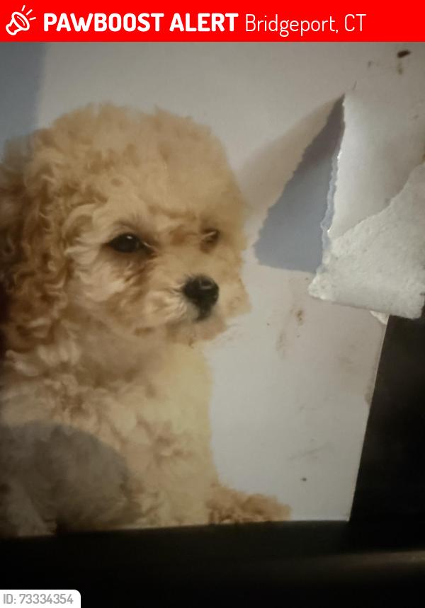 Lost Male Dog last seen Bridgeport, Bridgeport, CT 06604