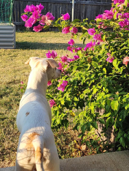 Found/Stray Male Dog last seen Park at OU Campus, Norman, OK 73019
