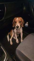 Reunited Male Dog last seen Nolte Rd, St. Cloud, FL 34769