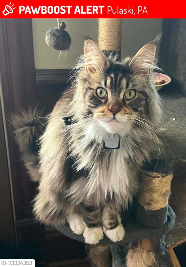 Lost Female Cat last seen Evergreen and State Route 208 Pulaski, Pulaski, PA 16143