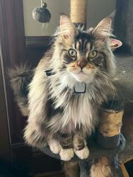 Lost Female Cat last seen Evergreen and State Route 208 Pulaski, Pulaski, PA 16143