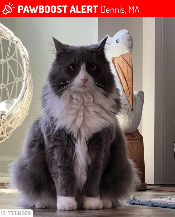 Lost Female Cat last seen Near old chatham road south dennis, Dennis, MA 02660