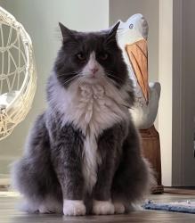 Lost Female Cat last seen Near old chatham road south dennis, Dennis, MA 02660