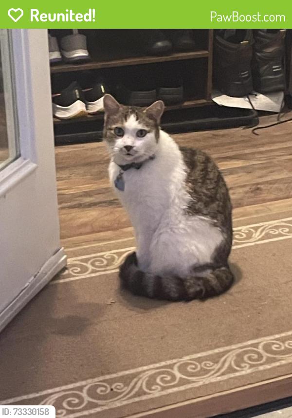 Reunited Male Cat last seen Near Paxtang Avenue and Derry Street, Harrisburg, PA 17111