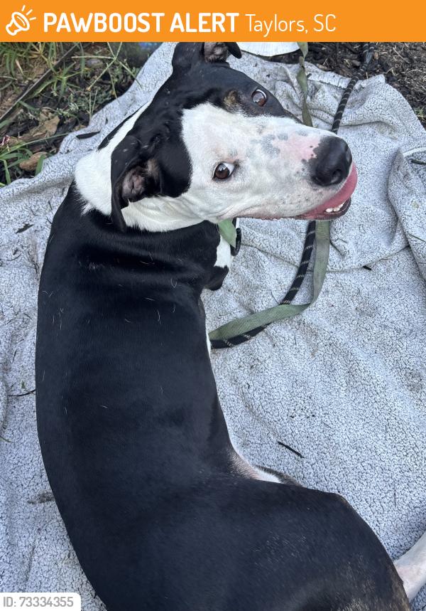 Found/Stray Female Dog last seen Stallings rd, Taylors, SC 29687