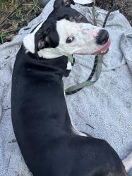 Found/Stray Female Dog last seen Stallings rd, Taylors, SC 29687