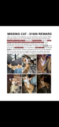 Lost Male Cat last seen LaFranier Road, Traverse City, MI 49686
