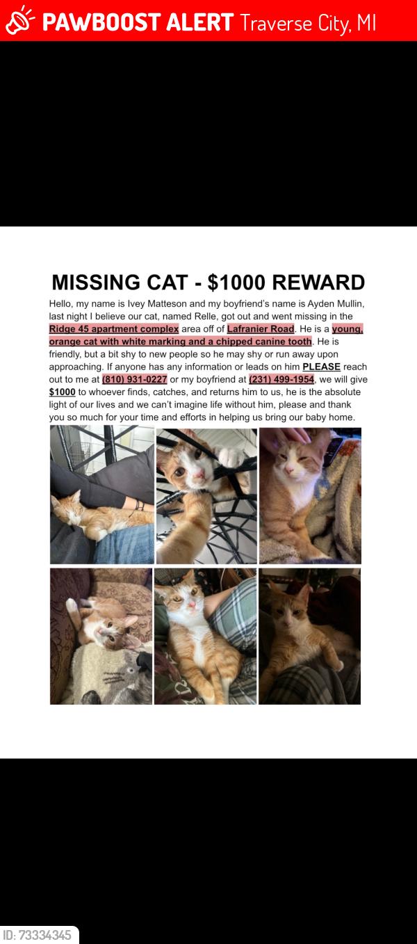 Lost Male Cat last seen LaFranier Road, Traverse City, MI 49686