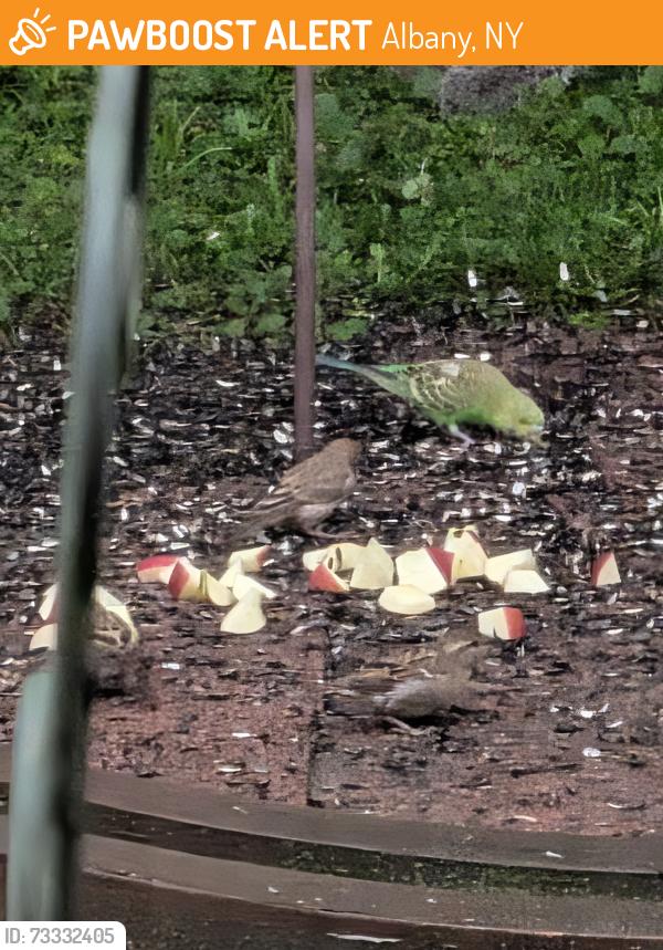 Found/Stray Unknown Bird last seen Marwill and Whitehall Road, Albany, NY 12209