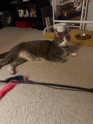 Reunited Male Cat last seen Bowditch middle school, Foster City, CA 94404
