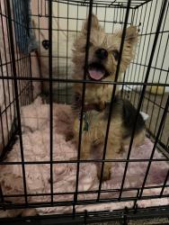 Found/Stray Female Dog last seen By the 24/7 convenience store in eastern Ave, Fairmount Heights, MD 20743