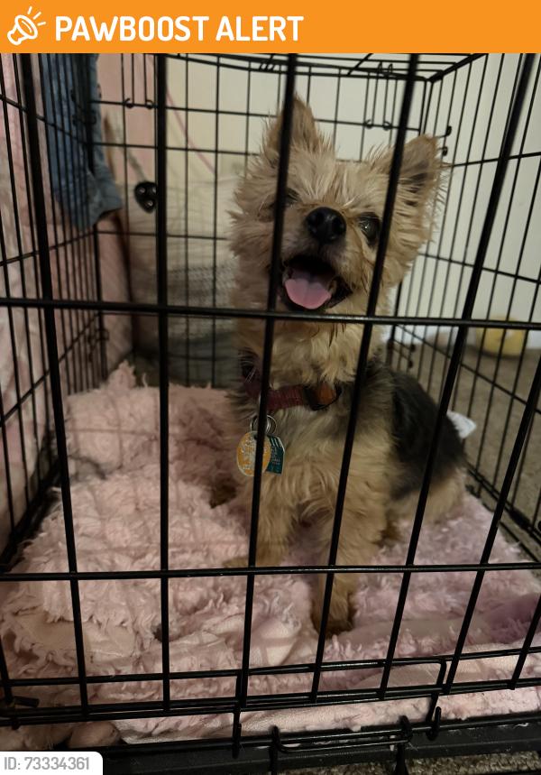 Found/Stray Female Dog last seen By the 24/7 convenience store in eastern Ave, Fairmount Heights, MD 20743