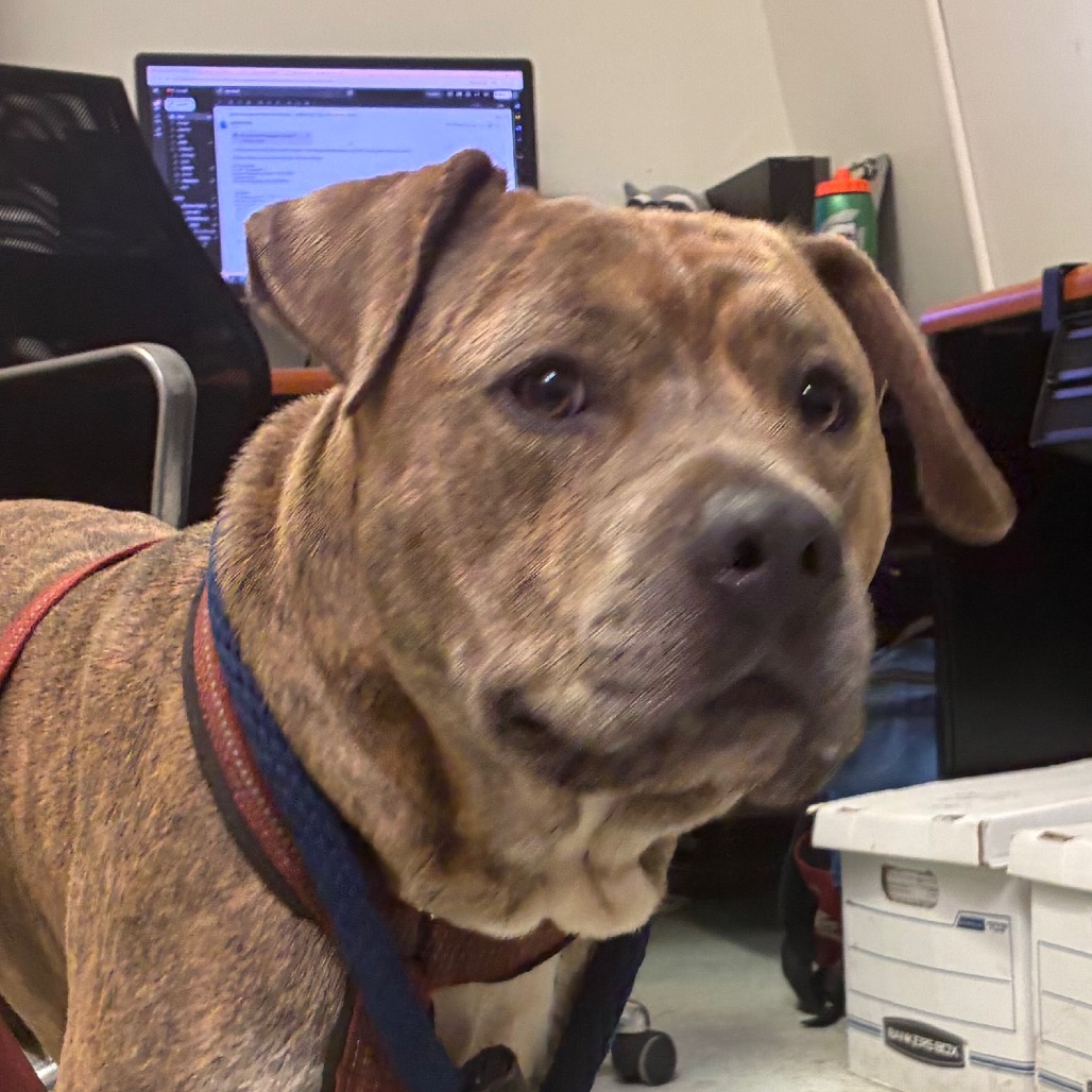 Shelter Stray Male Dog last seen , Animal Care & Control Team of Philly, 111 W Hunting Park Ave, Philadelphia, PA 19140, USA