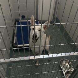 Shelter Stray Female Dog last seen , 980 Guilford College Rd, Greensboro, NC 27409, USA