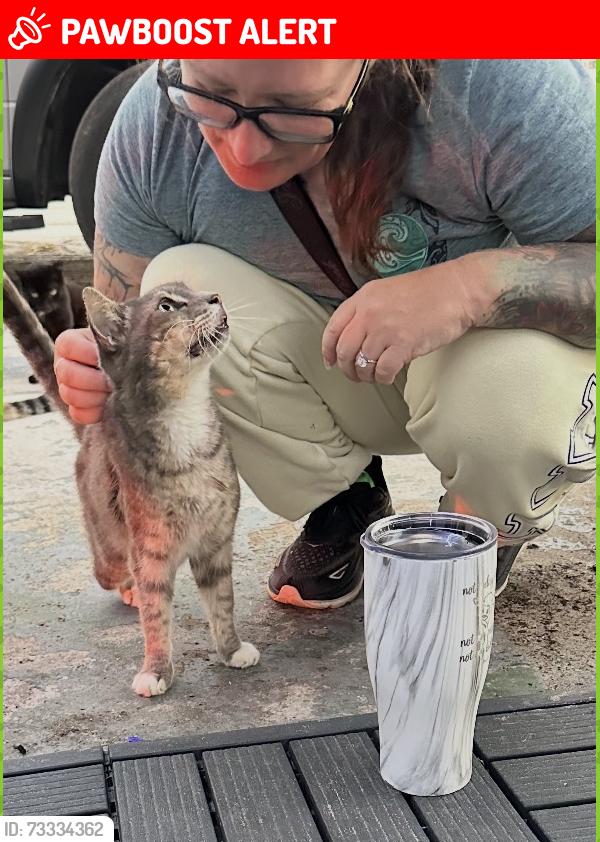 Lost Male Cat last seen 12t Ave S and Barton Road, Lake Worth Beach, FL 33460