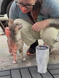 Lost Male Cat last seen 12t Ave S and Barton Road, Lake Worth Beach, FL 33460