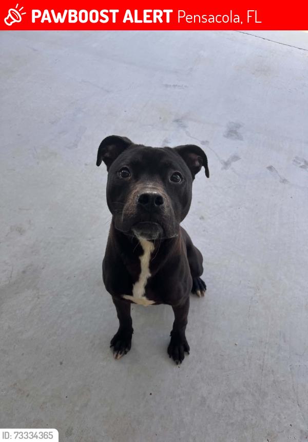 Lost Male Dog last seen West Wood apmts, Pensacola, FL 32534