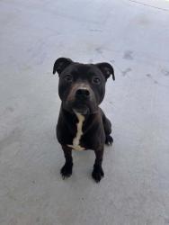 Lost Male Dog last seen West Wood apmts, Pensacola, FL 32534