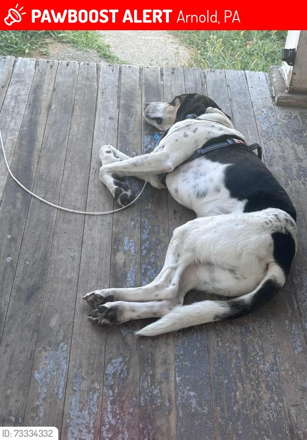 Lost Male Dog last seen Rosevelt park, Arnold, PA 15068