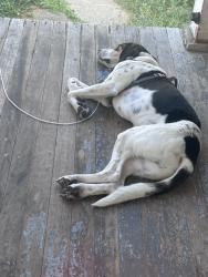 Lost Male Dog last seen Rosevelt park, Arnold, PA 15068