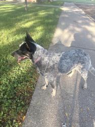 Reunited Female Dog last seen Elmdale Road in South Street, Toledo, OH 43609