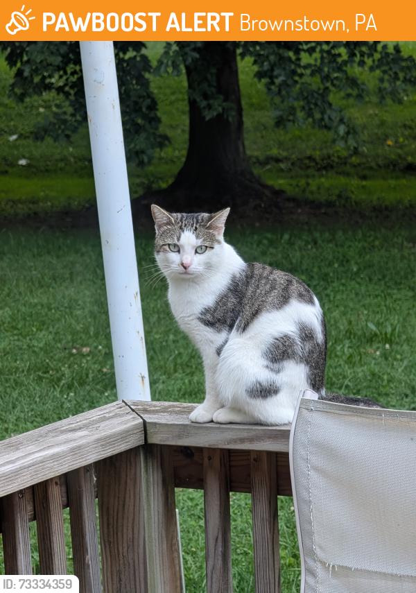 Found/Stray Female Cat last seen West Main Street and Charles Place, Brownstown, PA 17508