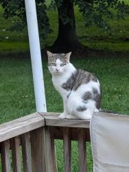 Found/Stray Female Cat last seen West Main Street and Charles Place, Brownstown, PA 17508