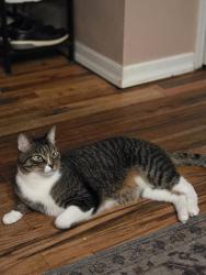 Reunited Male Cat last seen Fairfield Sunrise Gardens, Lakeland Ave, Bohemia, NY 11716