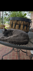 Lost Male Cat last seen St Andrews Court off Riviere Du Chein Rd., Mobile, AL 36693