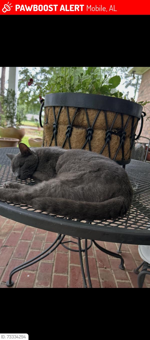 Lost Male Cat last seen St Andrews Court off Riviere Du Chein Rd., Mobile, AL 36693