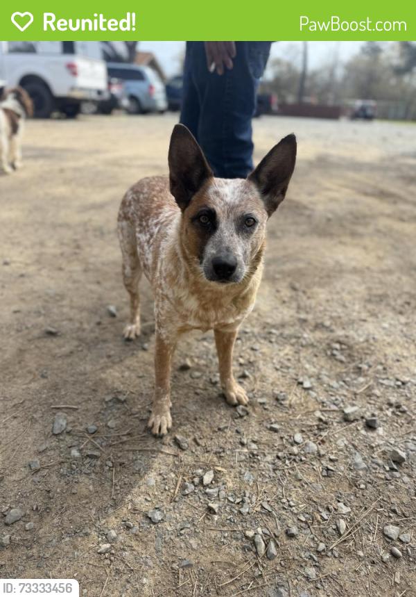 Reunited Female Dog last seen Sunrise drive, Kansas City, MO 64123