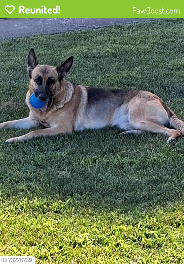 Reunited Female Dog last seen Corez, Santa Rosa, CA 95405