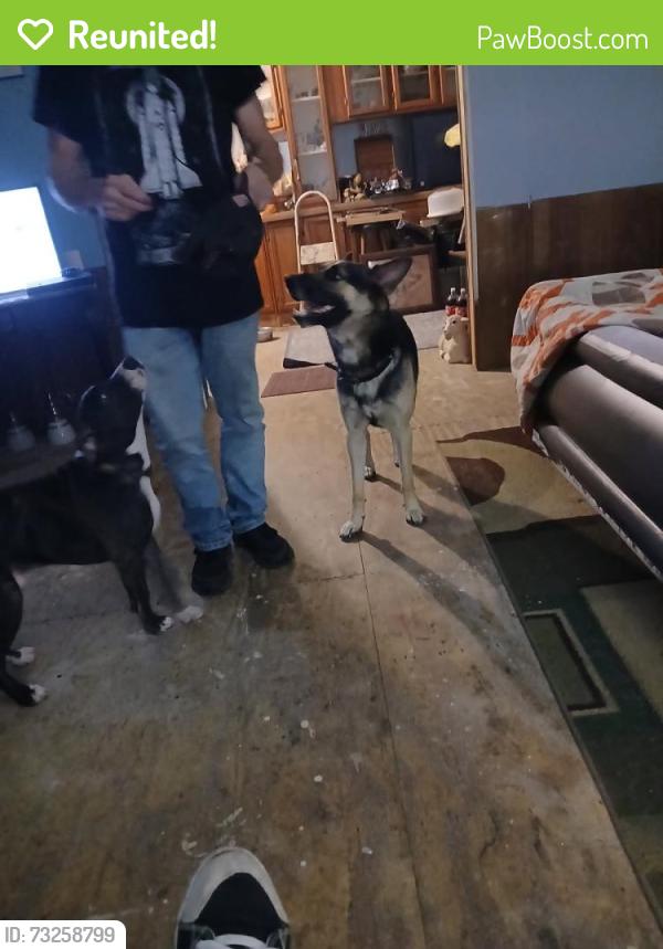 Reunited Male Dog last seen Walmart soddy, Soddy-Daisy, TN 37379