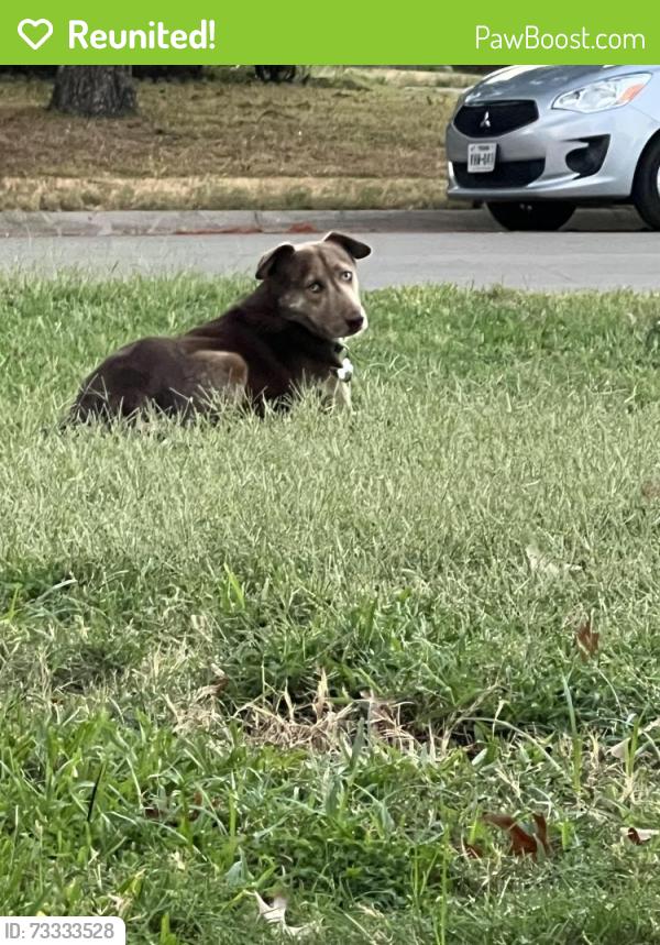 Reunited Male Dog last seen Monterey and Pipeline, Bedford, TX 76022