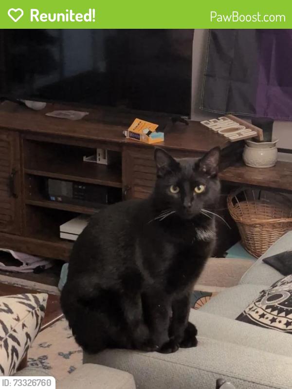 Reunited Male Cat last seen Clifton kroger, franfort ave, brownsboro rd, Louisville, KY 40206