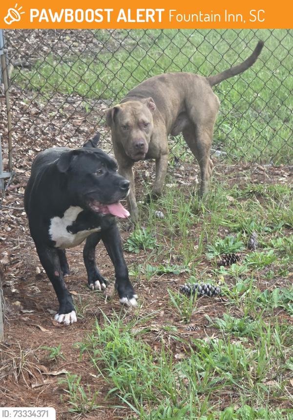 Found/Stray Unknown Dog last seen Goldsmith, Fountain Inn, SC 29681