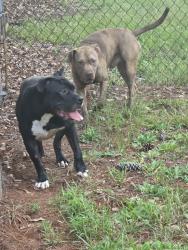 Found/Stray Unknown Dog last seen Goldsmith, Fountain Inn, SC 29681