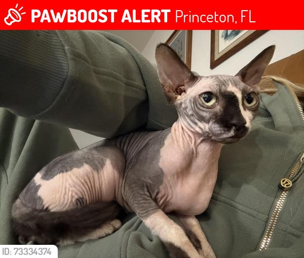 Lost Male Cat last seen Corsica community, Princeton, FL 33032