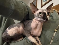 Lost Male Cat last seen Corsica community, Princeton, FL 33032