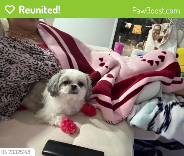 Reunited Female Dog last seen Perry Ave Greenacres FL, Greenacres, FL 33463