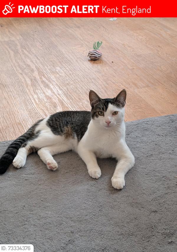 Lost Male Cat last seen Harbour way, Kent, England 