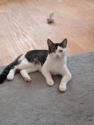 Lost Male Cat last seen Harbour way, Kent, England 