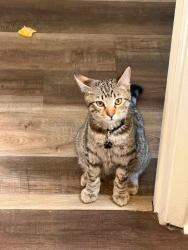 Lost Male Cat last seen Near the ace market, Medford, OR 97501