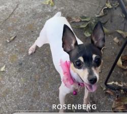 Reunited Female Dog last seen Georgina Street, Rosenberg, TX 77471