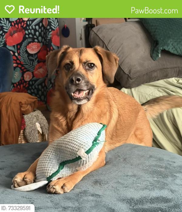 Reunited Female Dog last seen Honey Creek Neighborhood in Anderson, SC, Anderson, SC 29621