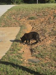 Reunited Male Dog last seen Old Morrison and blackstreet, McMinnville, TN 37110