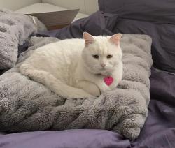 Lost Female Cat last seen Orchard Drive, Bankhead Elementary area, Kelowna, BC 