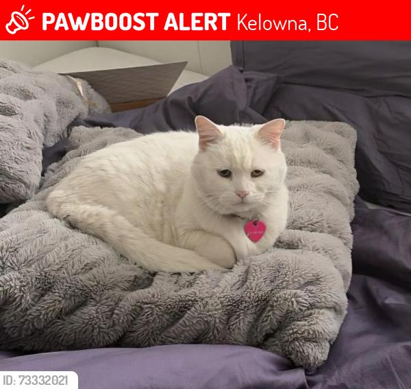 Lost Female Cat last seen Orchard Drive, Bankhead Elementary area, Kelowna, BC 